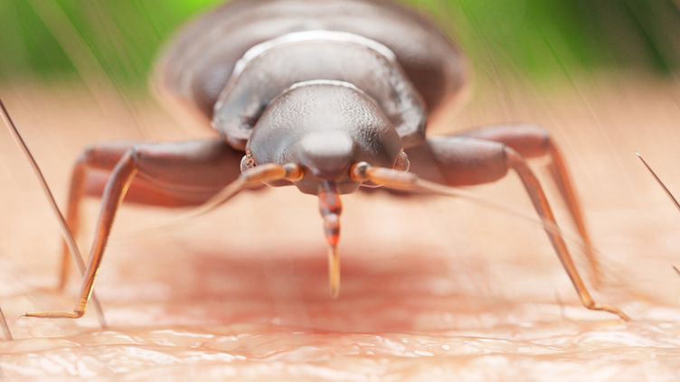 HALTE AUX PUNAISES DE LITS